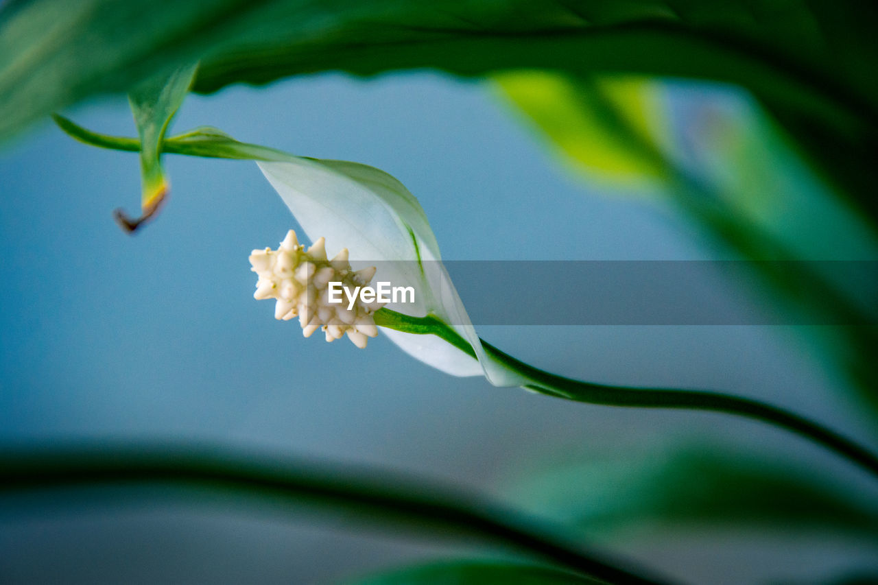 Close-up of white flowering plant