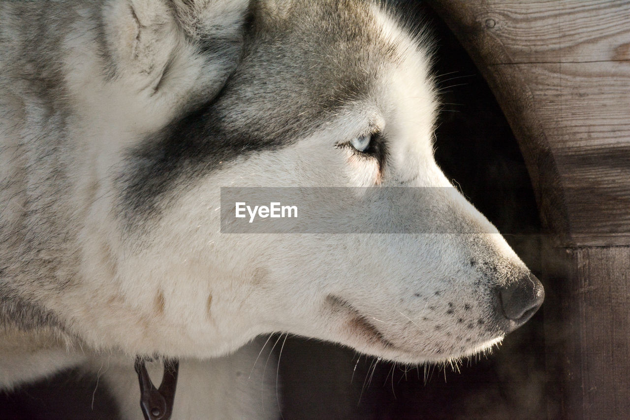 animal, animal themes, one animal, mammal, dog, pet, siberian husky, nose, animal body part, close-up, animal head, domestic animals, sled dog, canine, no people, looking, profile view, animal wildlife, looking away, wolf, side view