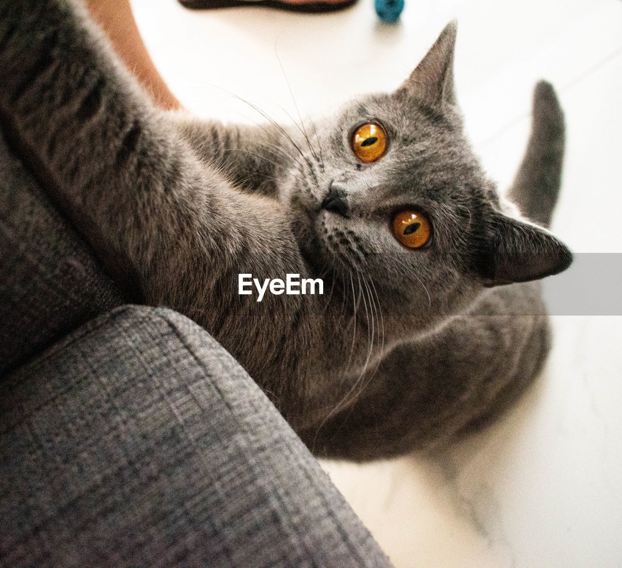 Close-up portrait of a cat