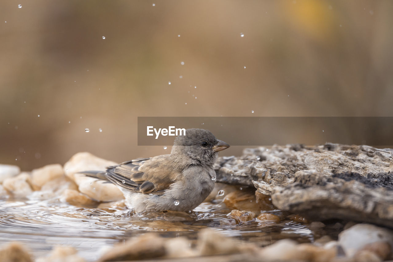 VIEW OF BIRDS IN LAKE