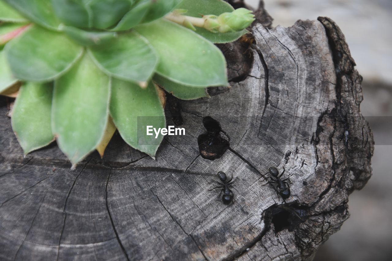 CLOSE-UP OF IGUANA ON TREE STUMP