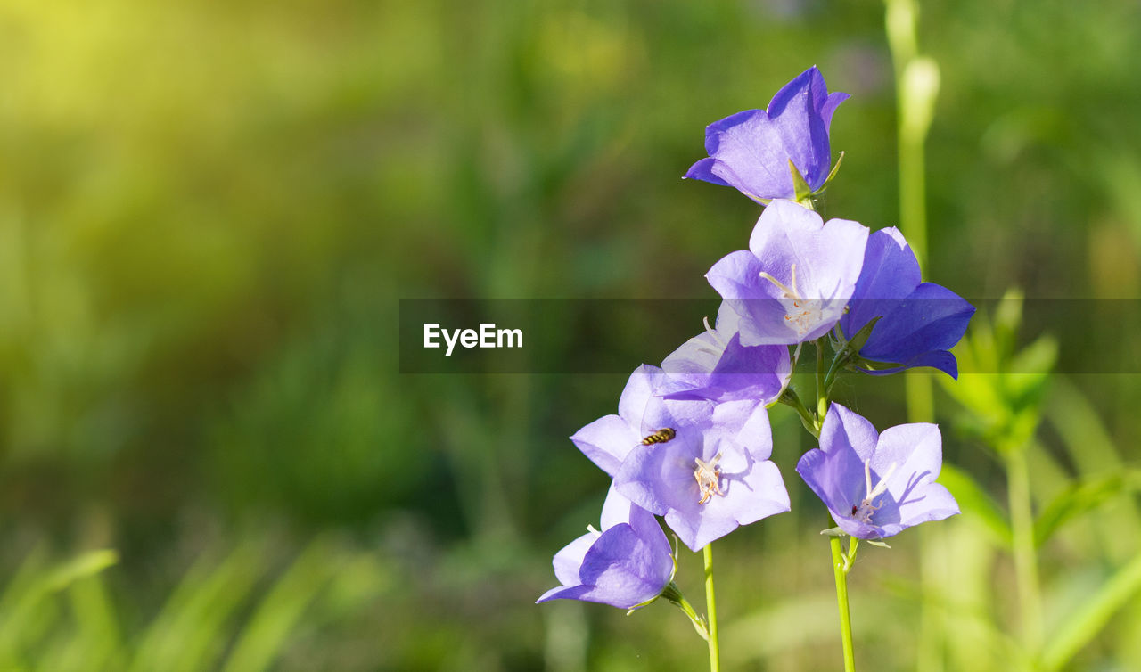 CLOSE-UP OF PURPLE FLOWERING PLANTS