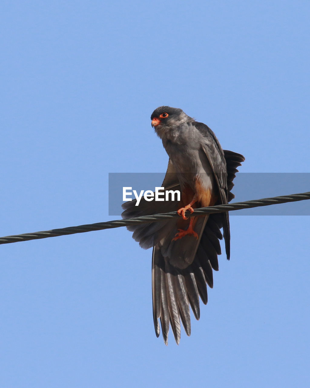 LOW ANGLE VIEW OF BIRD FLYING AGAINST BLUE SKY