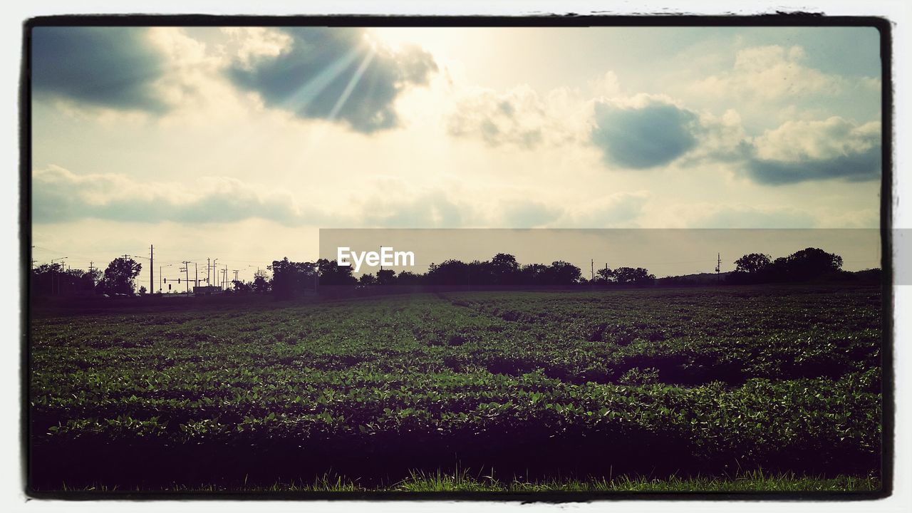 Scenic view of plants growing in field against sky during sunset