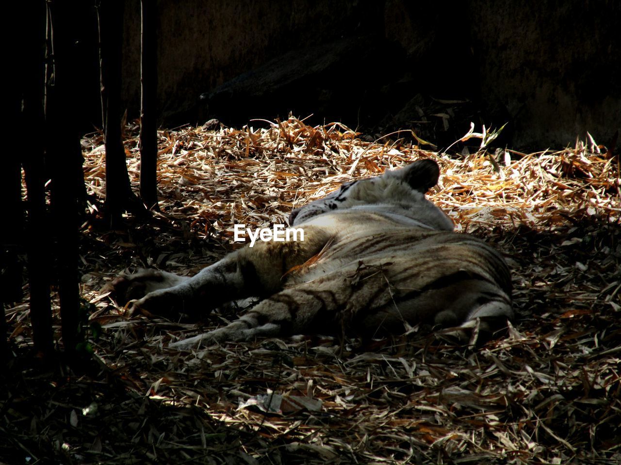 Tiger lying on field in forest