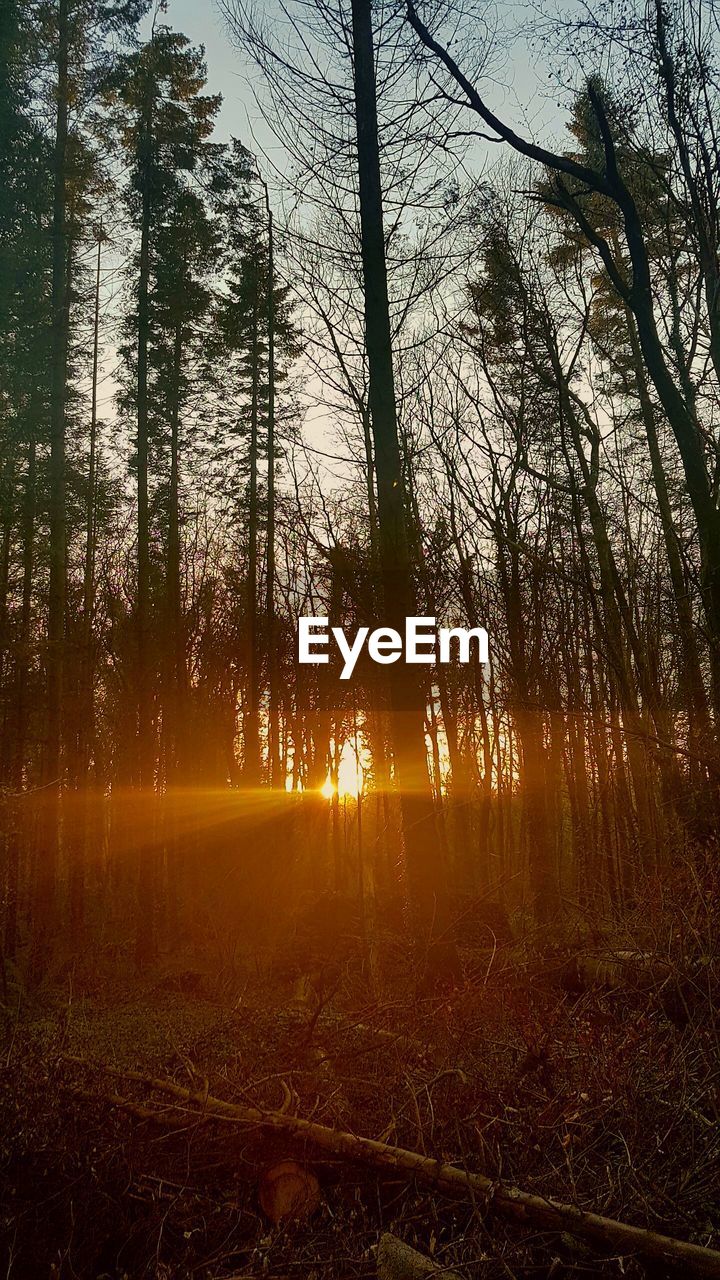 TREES AGAINST SKY AT SUNSET