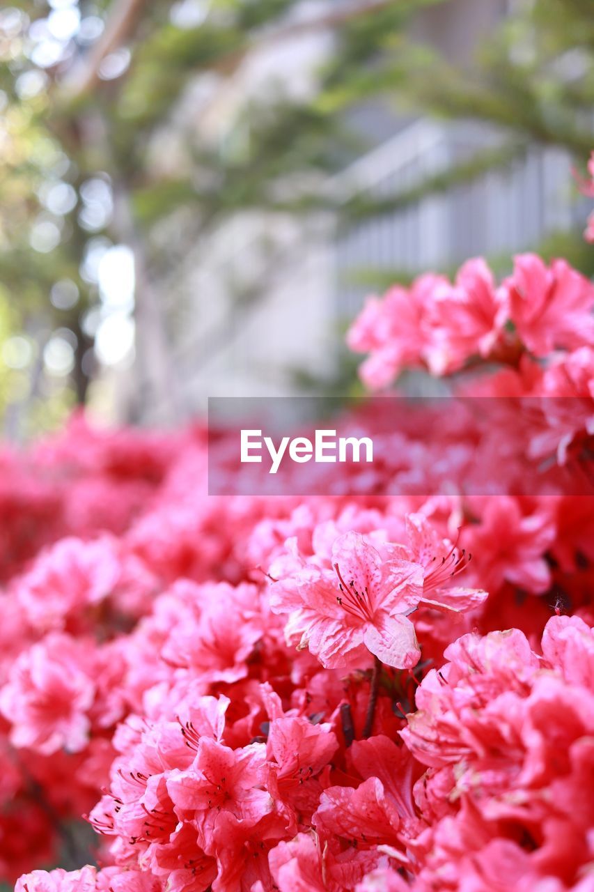 Close-up of pink cherry blossom flowers