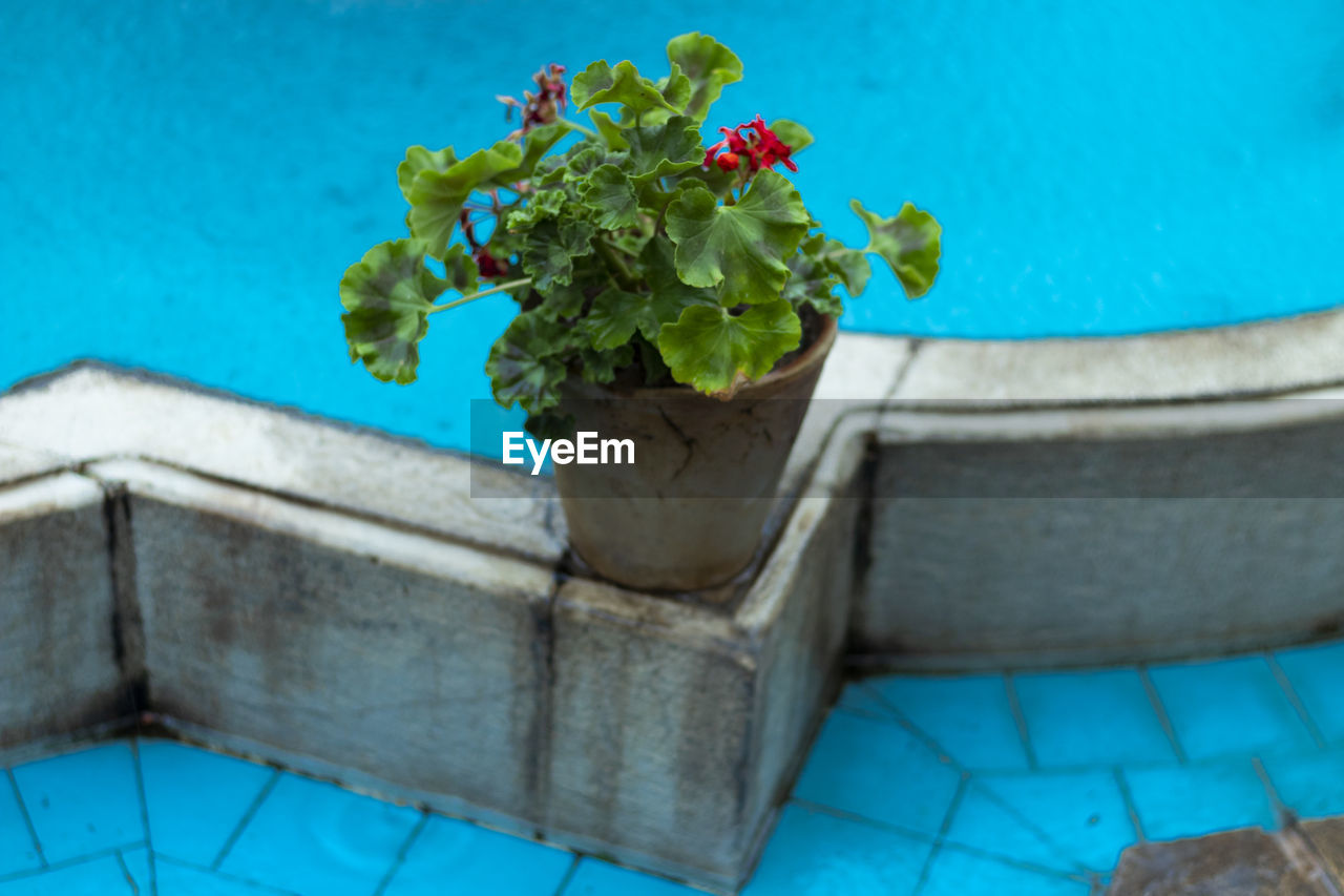 High angle view of potted plant by swimming pool