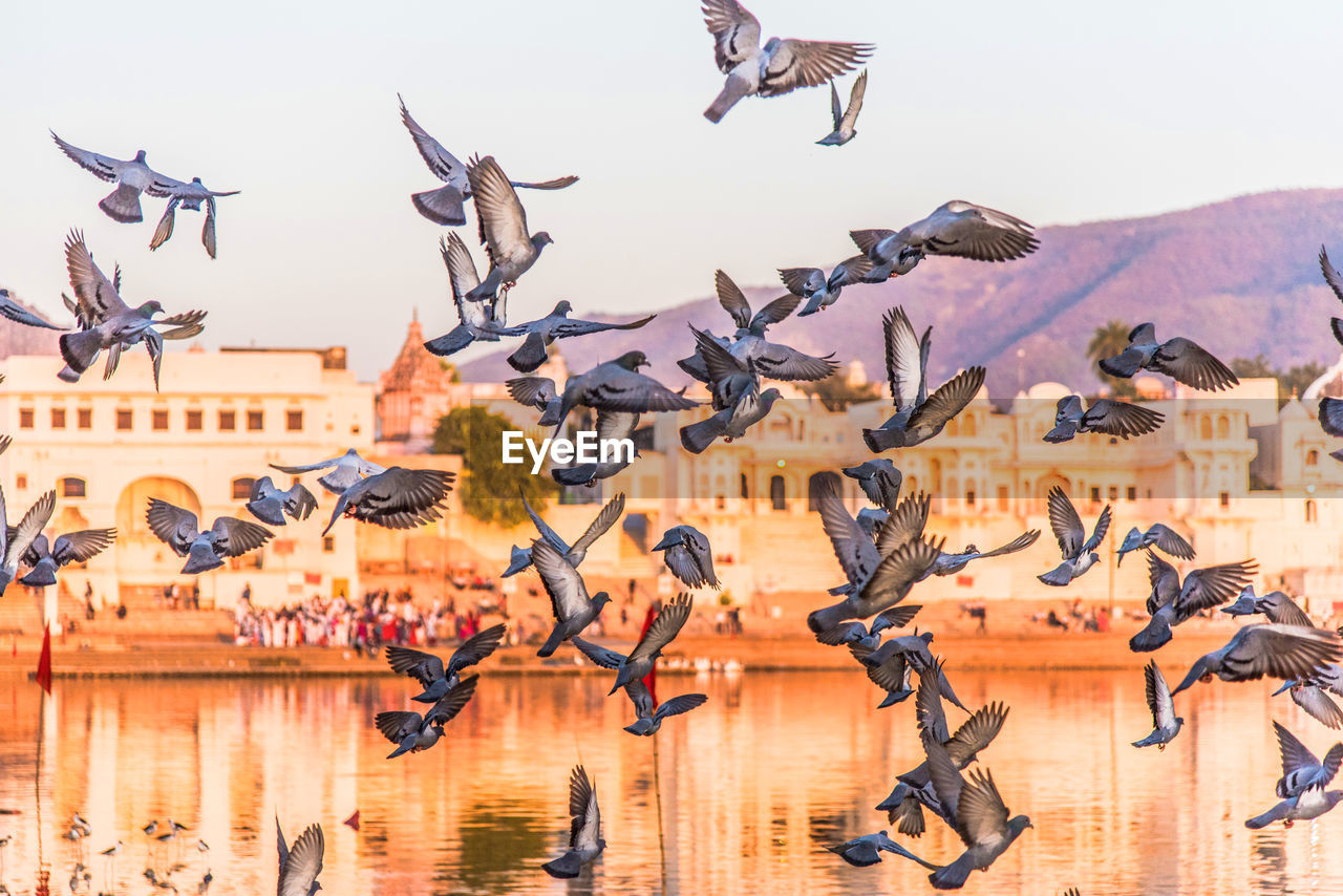 BIRDS FLYING BY BUILT STRUCTURES