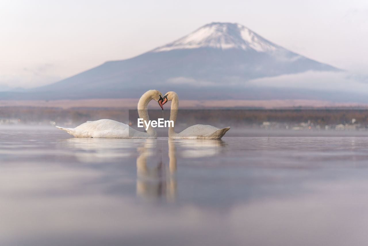 Swans swimming in lake against mountain during foggy weather