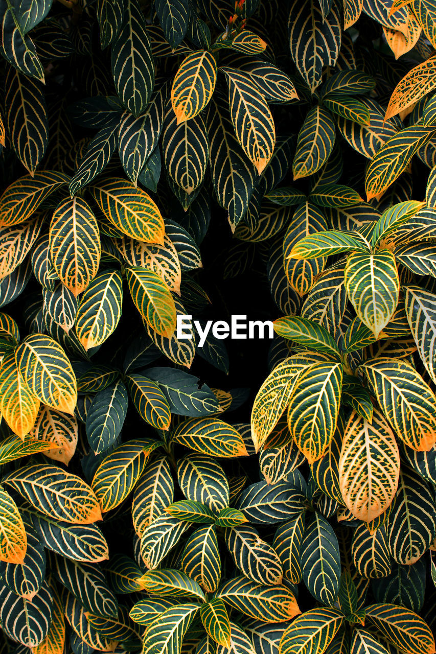 Full frame shot of leaves