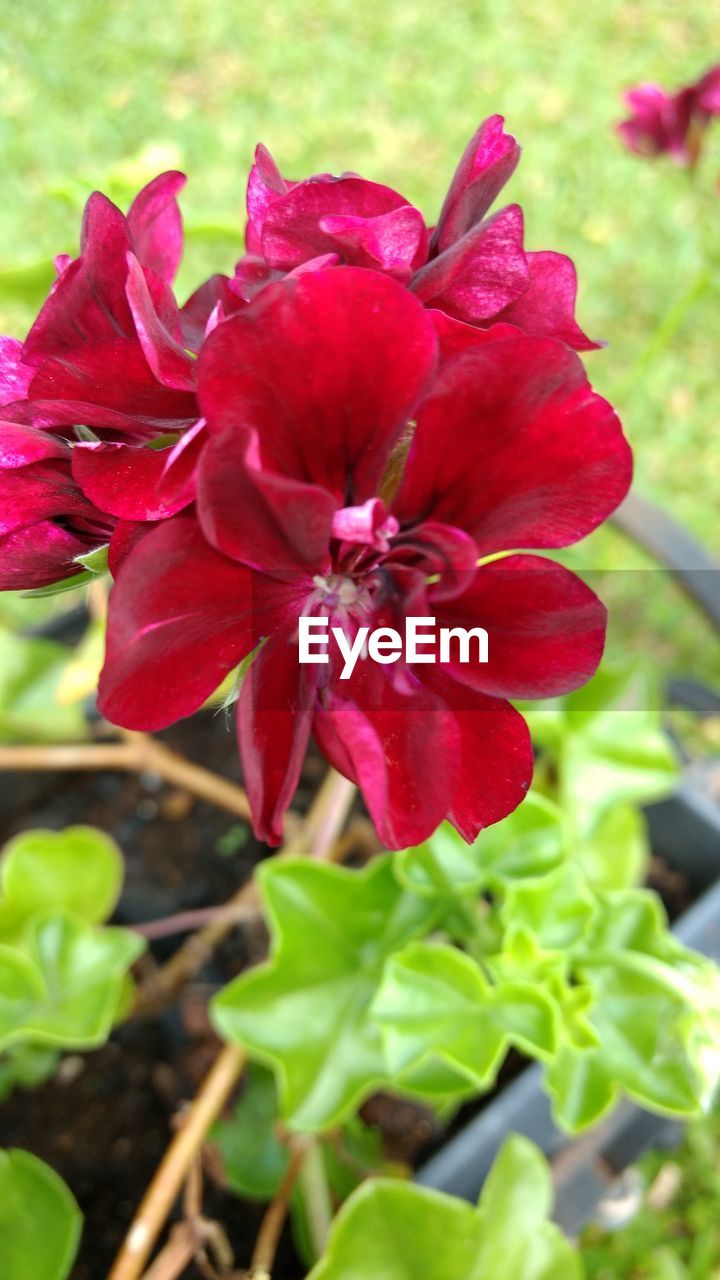 CLOSE-UP OF RED FLOWER