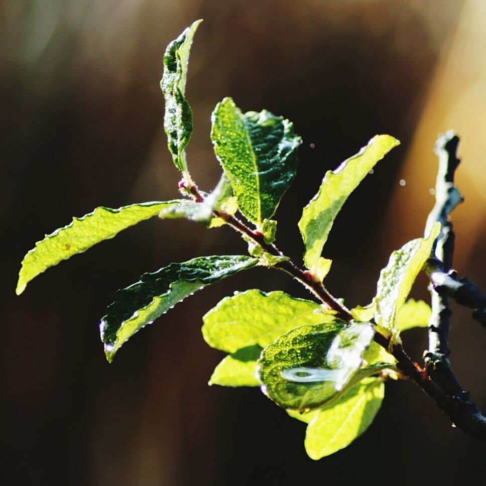 CLOSE-UP OF PLANTS