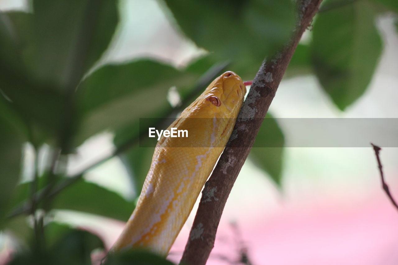 CLOSE-UP OF A LIZARD ON LEAF