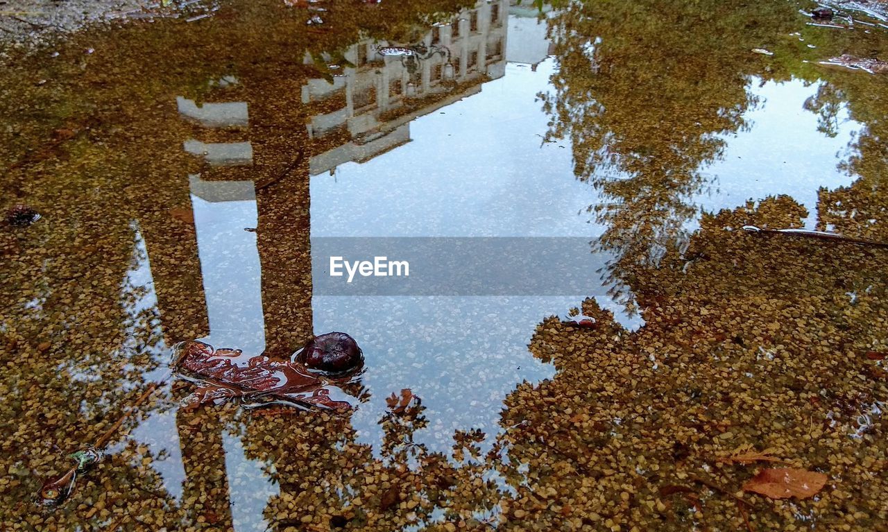 Reflection of trees in puddle