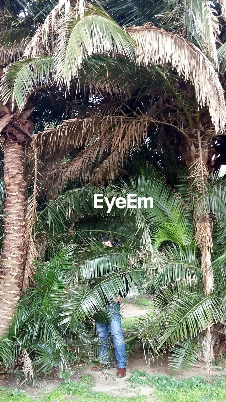 Man standing amidst palm trees at park