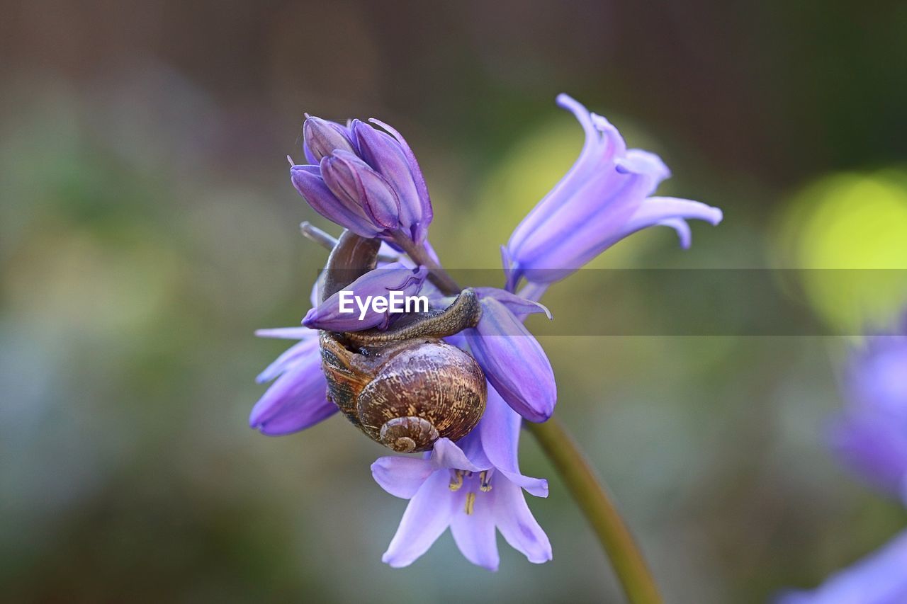 CLOSE-UP OF BUMBLEBEE ON PURPLE CROCUS