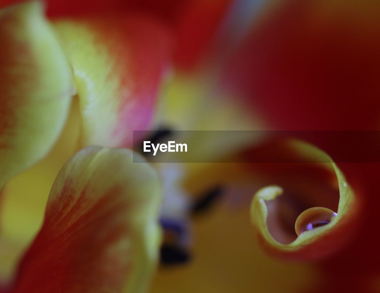 MACRO SHOT OF RED FLOWER