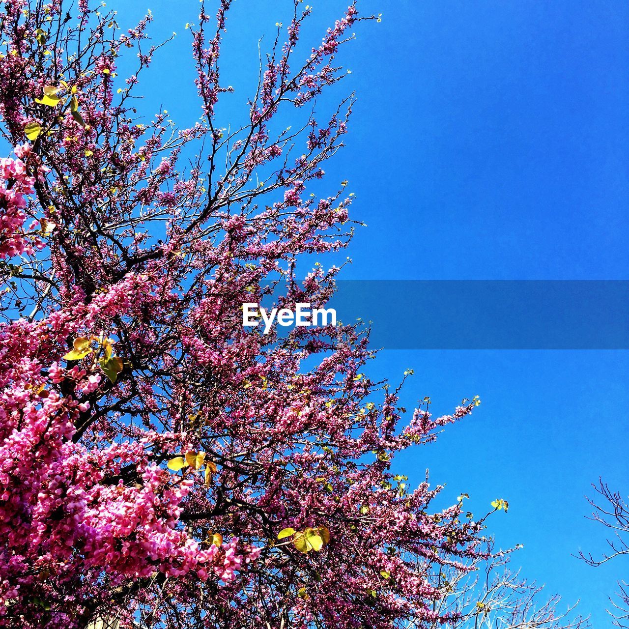 CLOSE-UP OF TREE AGAINST BLUE SKY