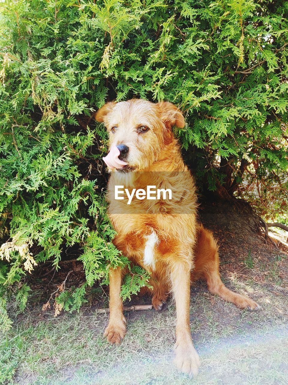 PORTRAIT OF A DOG SITTING ON LAND