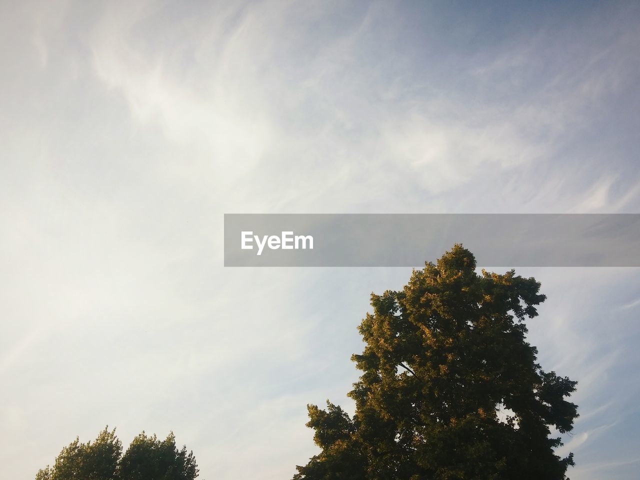 Low angle view of trees against sky