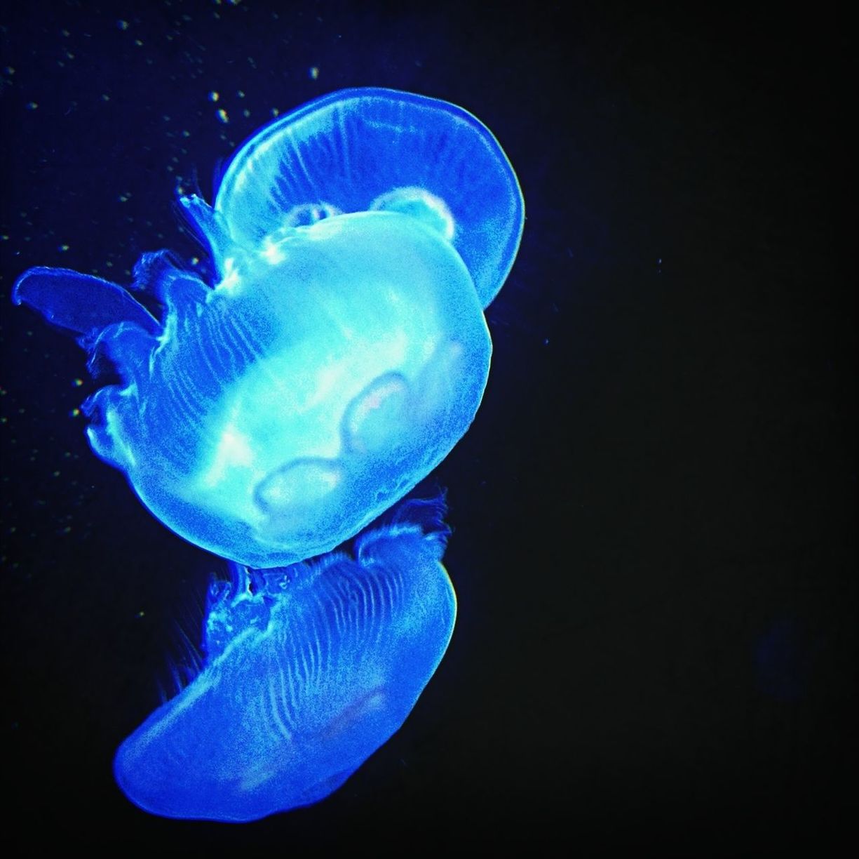 Close-up of three jellyfish against black background