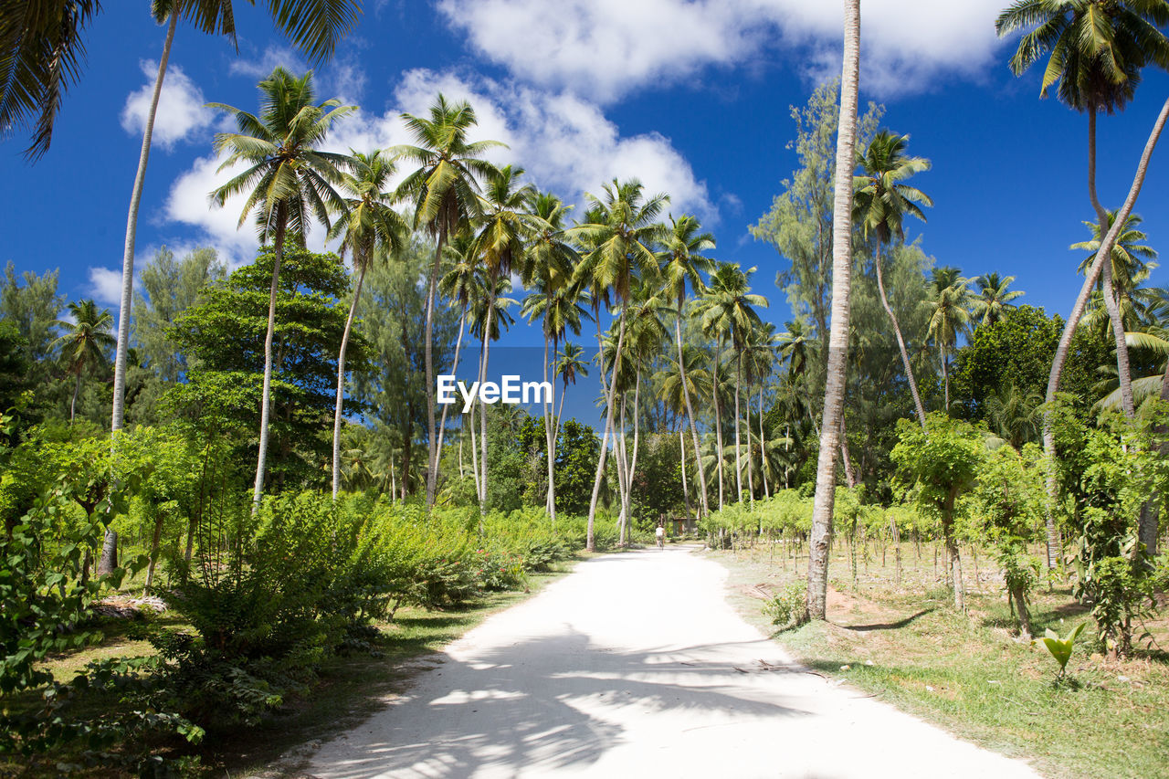 PANORAMIC SHOT OF PALM TREES AGAINST BLUE SKY