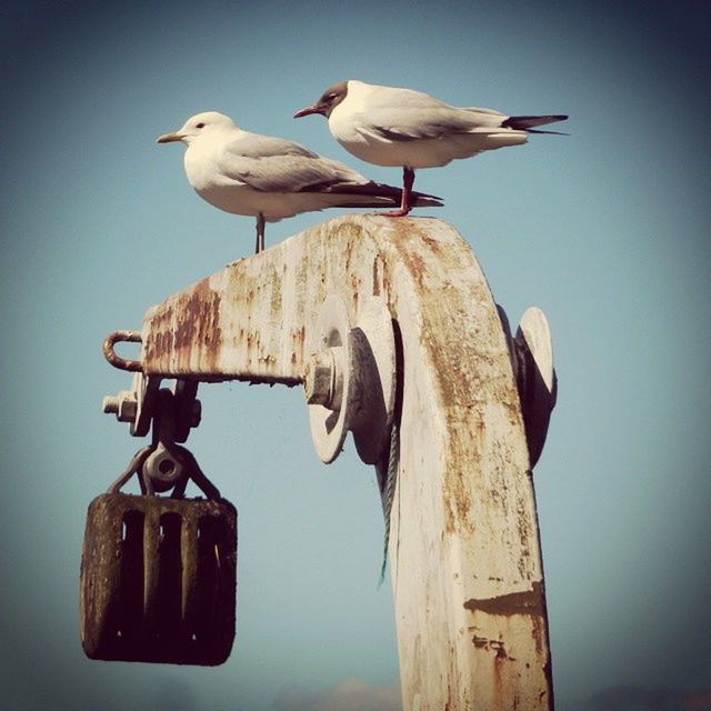 LOW ANGLE VIEW OF BIRDS ON TREE