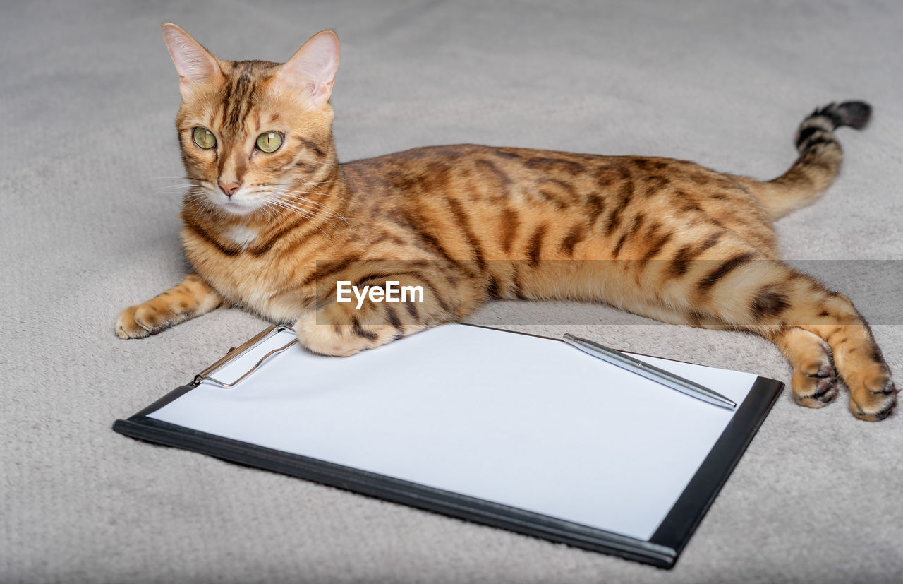 A domestic cat lies next to an empty clipboard. copy space.