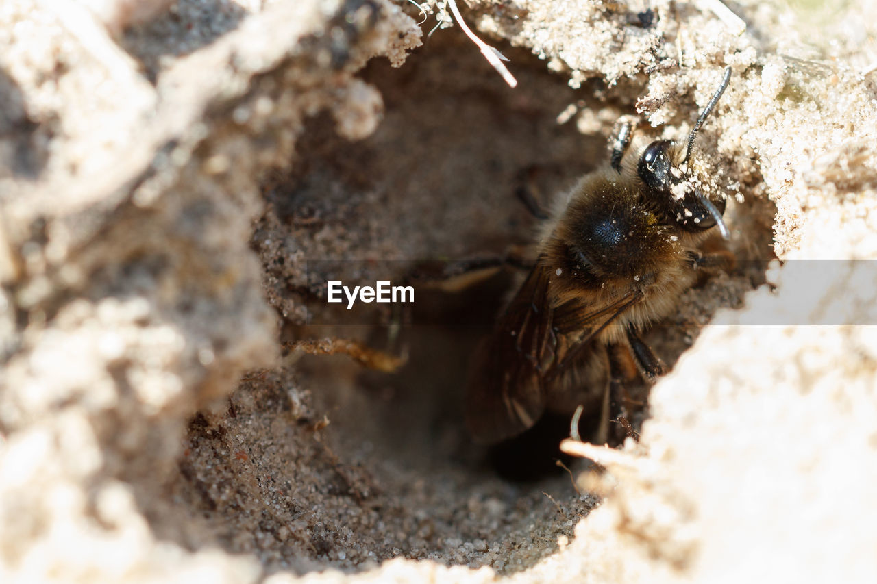 HIGH ANGLE VIEW OF BEE ON A LAND