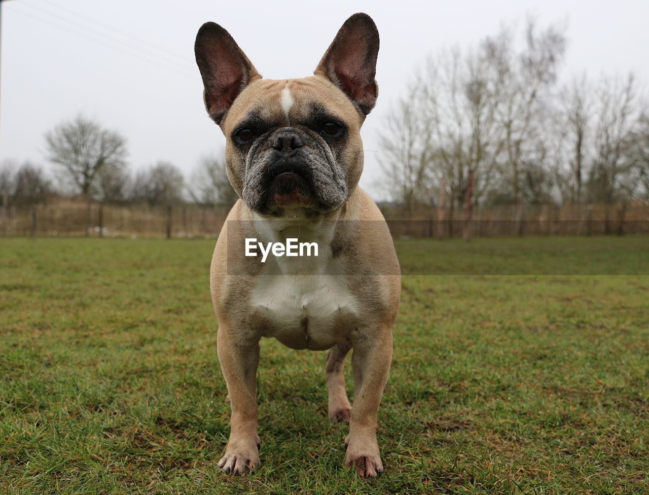 PORTRAIT OF DOG ON FIELD