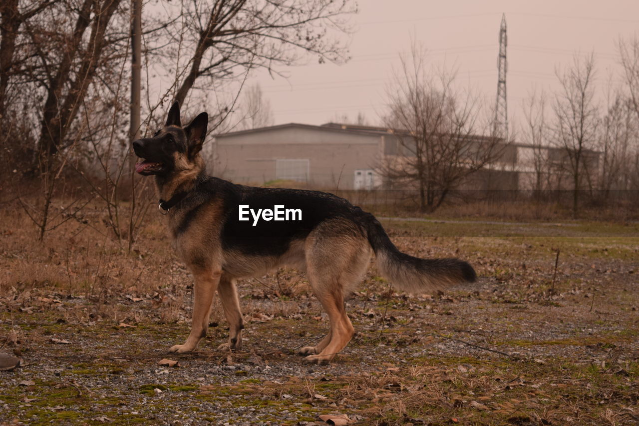 German shepherd on field during sunset