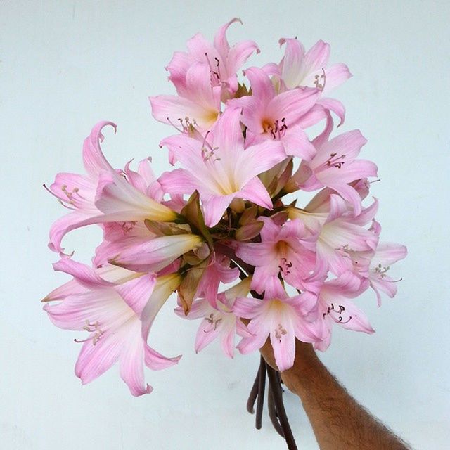 Human hand holding flowers