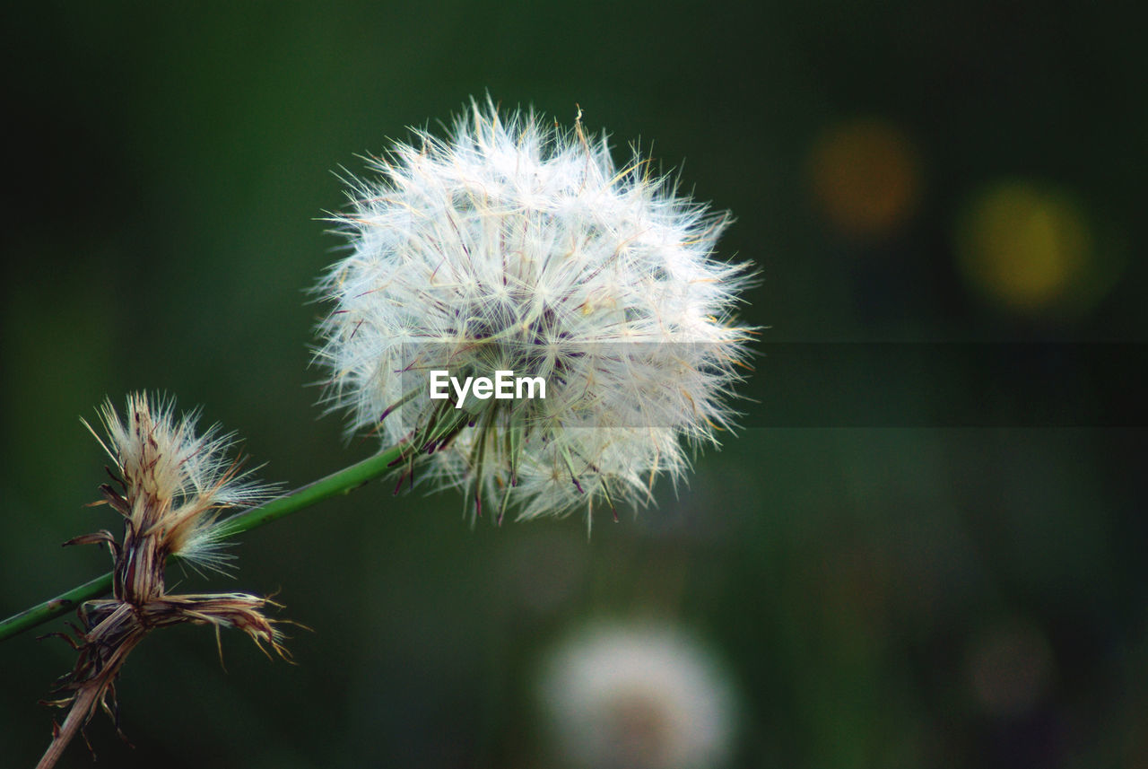 Close-up of dandelion against blurred background