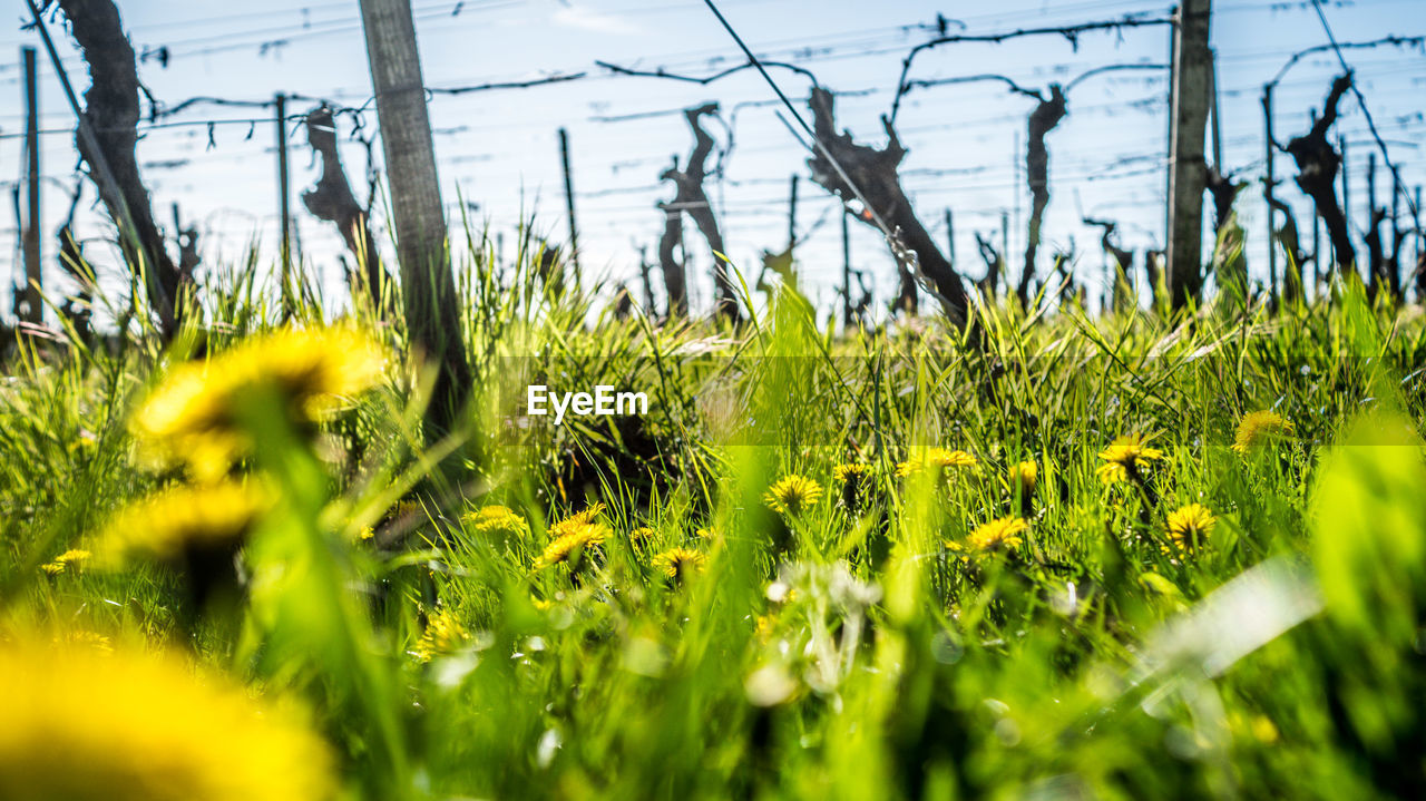 Close-up of fresh green grass in field