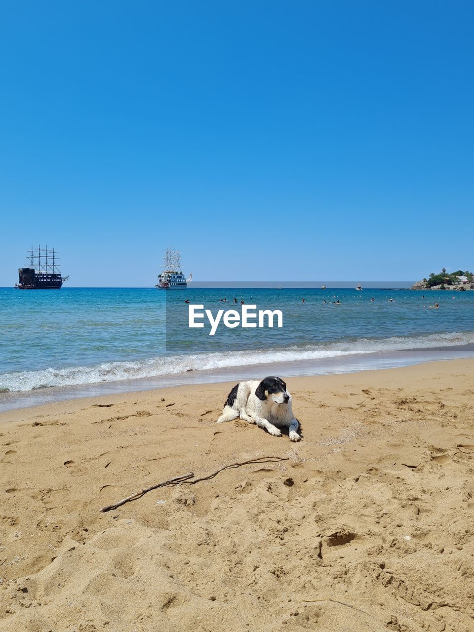 DOG LYING ON BEACH