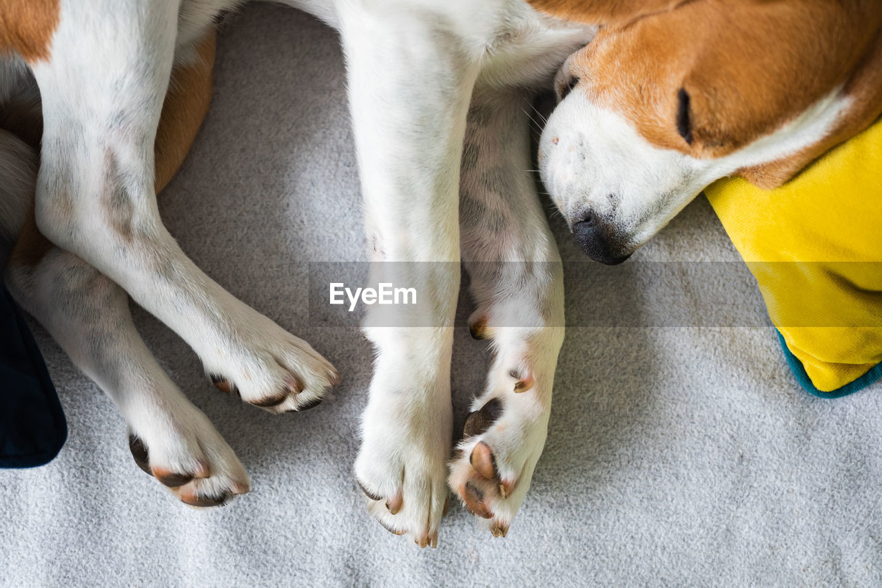 Beagle dog tired sleeps on a cozy sofa. closeup of all fours legs and paws
