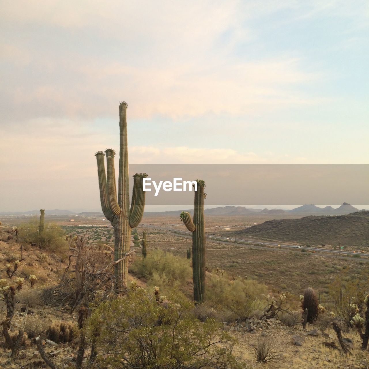 Cactus growing on landscape against clouds