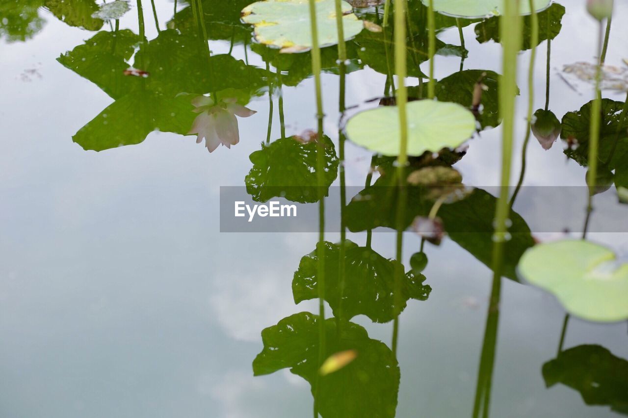 CLOSE-UP OF LOTUS WATER LILY IN PLANT