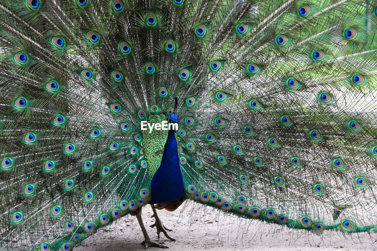 Close-up of peacock feathers