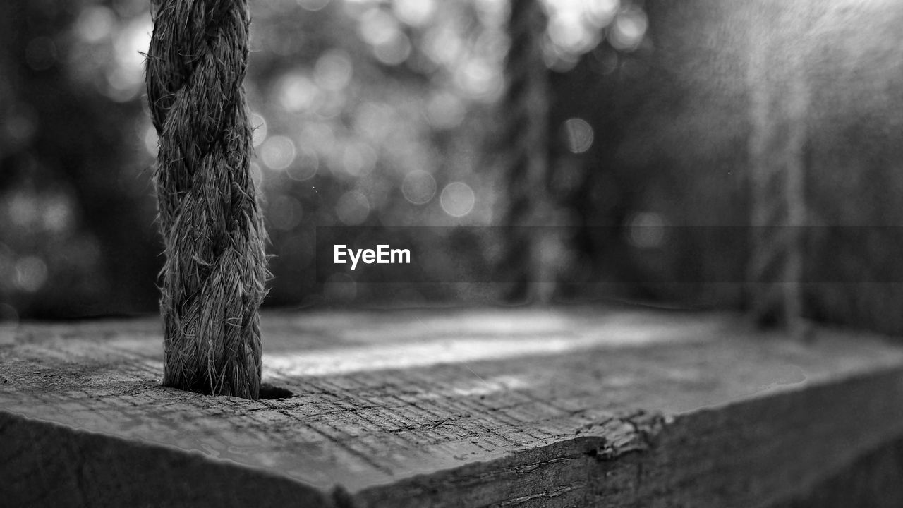 TREE TRUNK ON WOOD