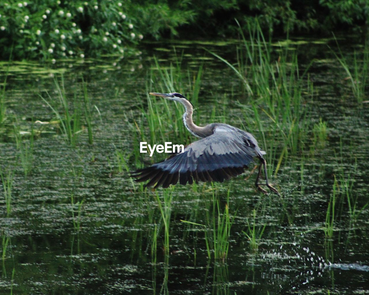 GRAY HERON IN LAKE