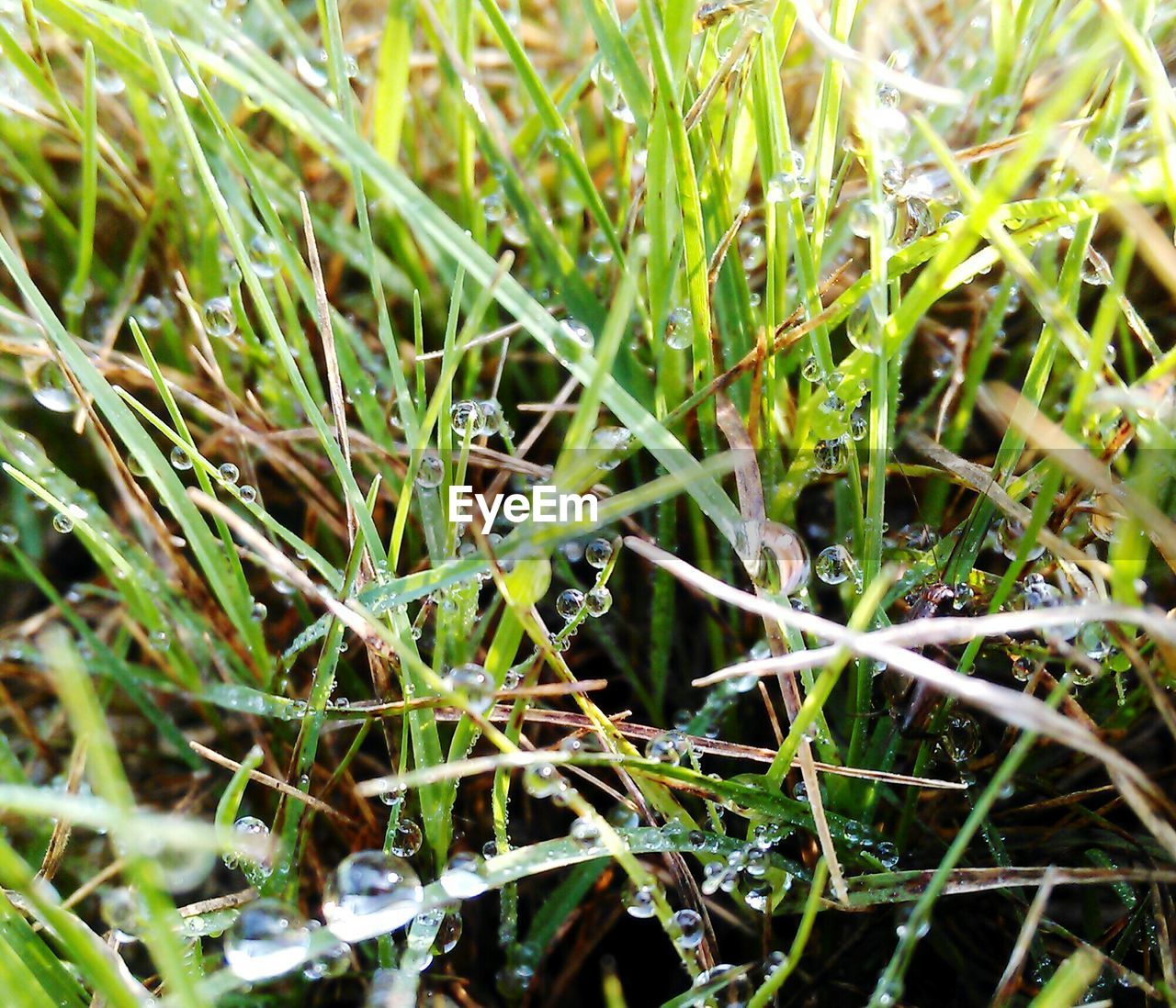 High angle view of wet grass on field