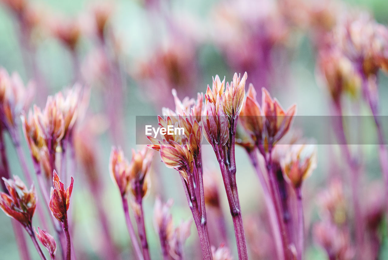 plant, beauty in nature, flower, flowering plant, nature, growth, freshness, close-up, landscape, purple, summer, environment, pink, grass, field, land, tranquility, backgrounds, agriculture, blossom, no people, macro photography, focus on foreground, springtime, selective focus, outdoors, food, multi colored, sky, wildflower, pastel colored, macro, food and drink, vibrant color, defocused, scenics - nature, sunlight, rural scene, sunset, tranquil scene, fragility, meadow, plant part, front or back yard, non-urban scene, environmental conservation, plain, botany, leaf, crop, idyllic, garden, flowerbed, ornamental garden, social issues, flower head, day, extreme close-up, inflorescence, yellow, plant stem, lavender, autumn, petal