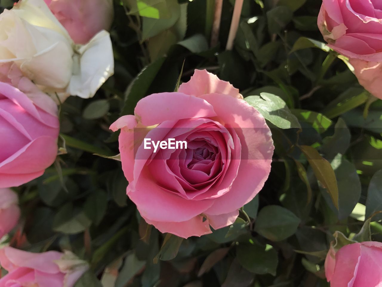 Close-up of pink rose blooming outdoors