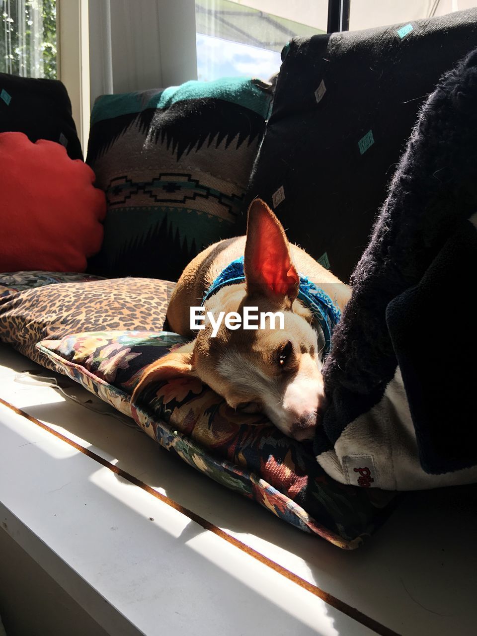 DOG LYING ON SOFA AT HOME