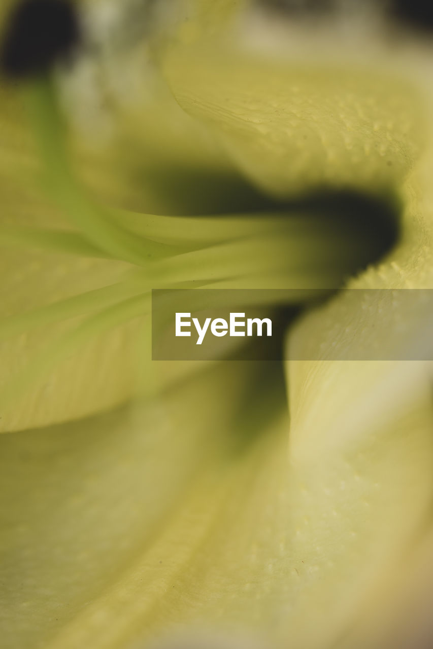 CLOSE-UP OF YELLOW FLOWER