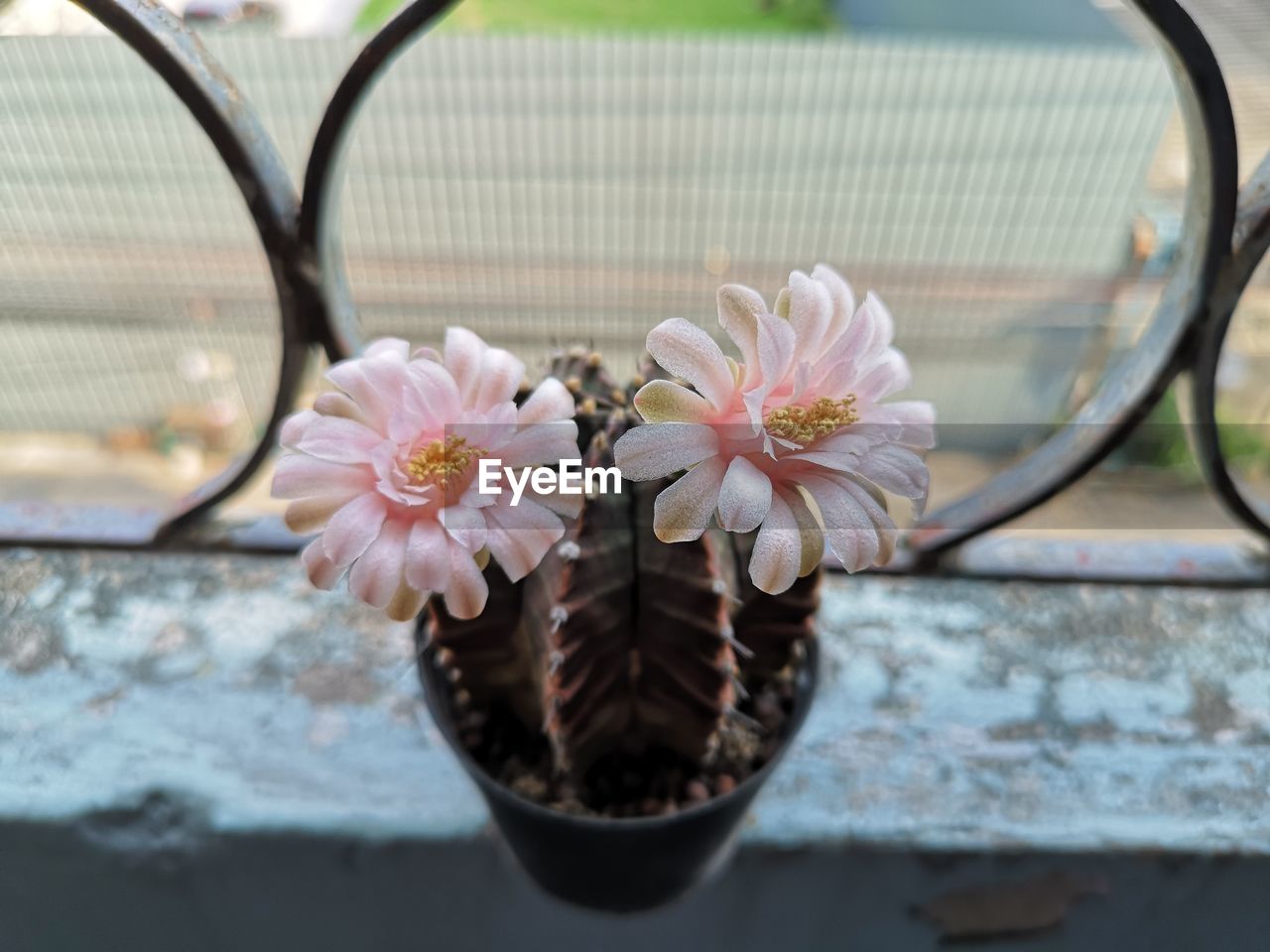 CLOSE-UP OF PINK FLOWERS IN POT