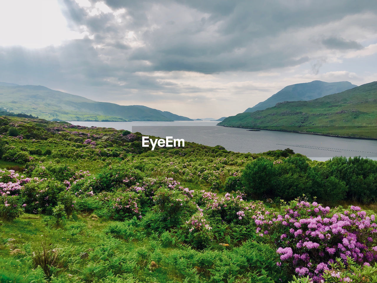 Scenic view of flowering plants by mountains against sky