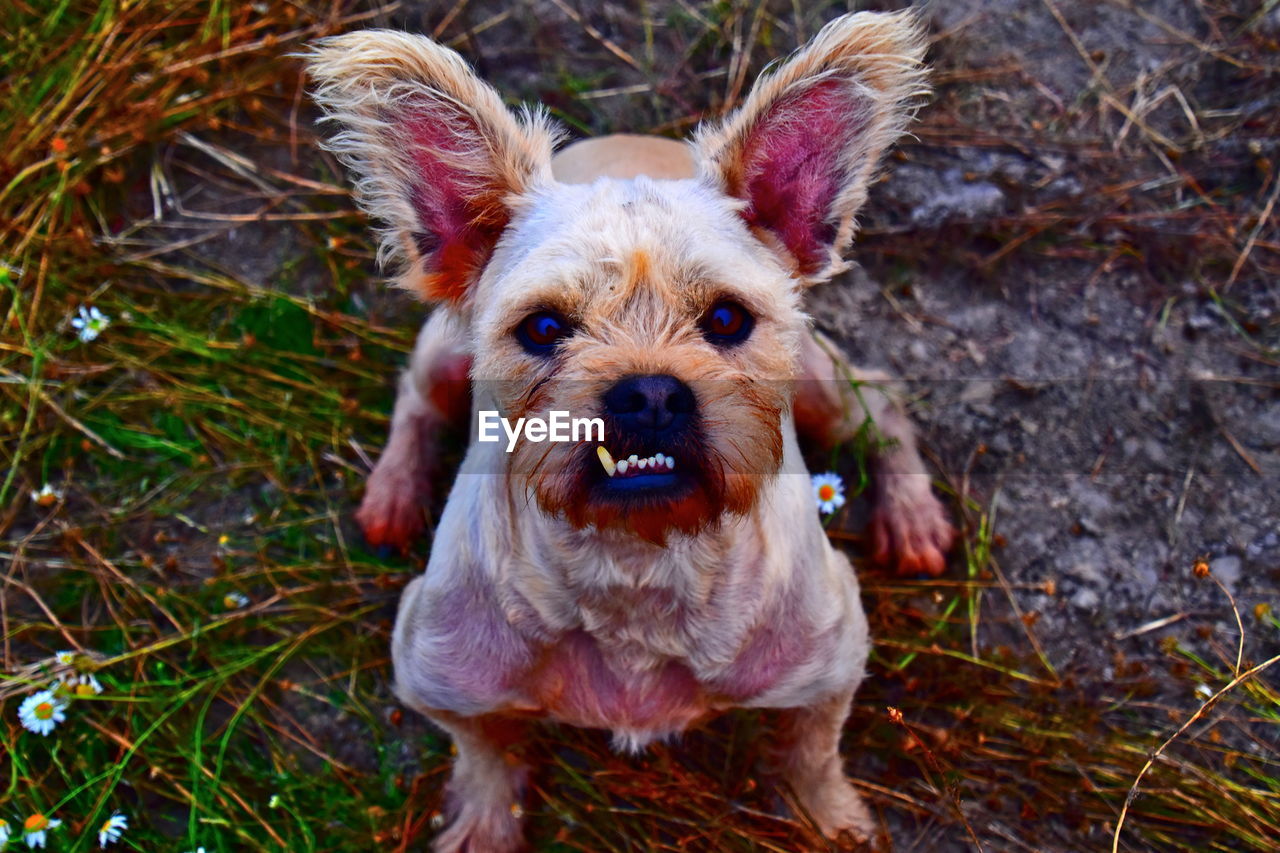 Close-up portrait of dog with overbite looking up to his viewer